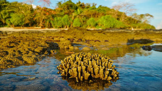 Coral stones rise above the water with jungle behind. Panorama beautiful sunset or sunrise seascape amazing at sunrise light above the coral reef in Mook island, Thailand