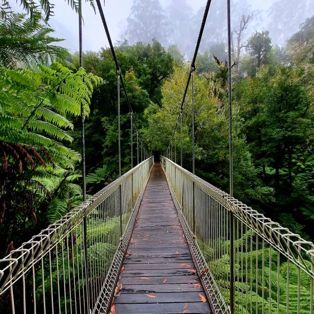 istock Suspension Bridge is the Gateway to the Tarra Bulga Rainforest 1684093725