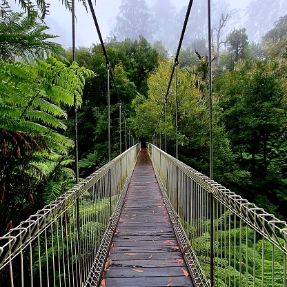 At the heart of the lush Tarra Bulga National Park, a suspended marvel awaits, bridging the gap between us and the enchanting depths of the rainforest. Venture forth, for this is the gateway to a world of natural wonders and serene beauty.