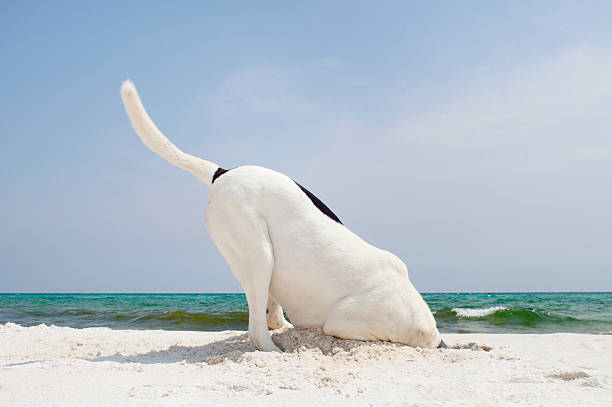 Searching Dog at Beach Digging A large dog digging a whole at the beach in search of crabs. head in the sand stock pictures, royalty-free photos & images