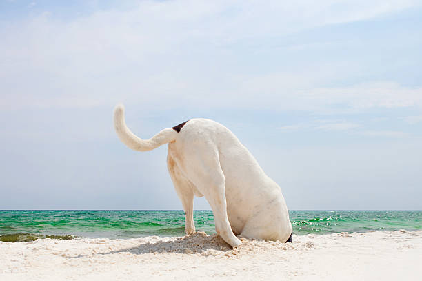 Searching Dog A large dog digging a whole at the beach in search of crabs. head in the sand stock pictures, royalty-free photos & images