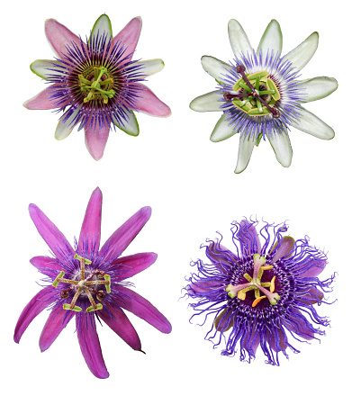 Beautiful compilation of four different, real passiflora, passion flower heads cut out on an isolated white background