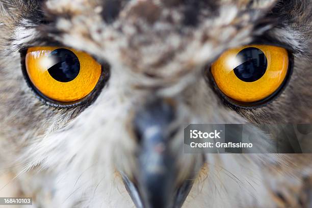 Photo libre de droit de Hibou Grandduc Détails Sur Les Yeux banque d'images et plus d'images libres de droit de Chouette - Chouette, Faune, Vigilance