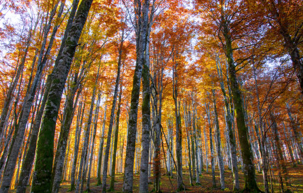 istock the sun is setting and the forest shines with its colors 1684117397