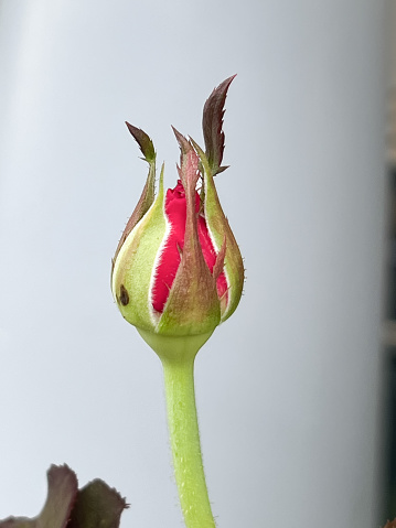 Heart Throb Rosebud,flower plant