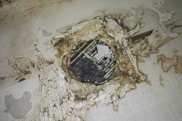 Drain grate clogged with hair in shower led to poor ventilation and appearance of putrefactive fungi. Example of unprofessional construction work, which can lead to consequences for health of people. la rejilla de drenaje obstruida con pelo en la ducha condujo a una ventilación deficiente y la aparición de hongos putrefactivos. ejemplo de trabajo de construcción no profesional, que puede llevar a consecuencias para la salud de las personas