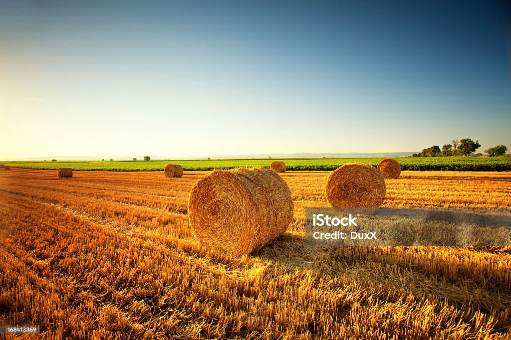 Panorama di campo di grano - Foto stock royalty-free di Agricoltura