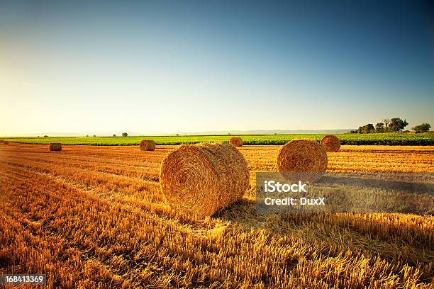 Panorama Di Campo Di Grano - Fotografie stock e altre immagini di Agricoltura - Agricoltura, Ambientazione esterna, Ambiente