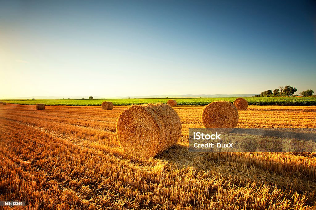Krajobraz pola pszenicy - Zbiór zdjęć royalty-free (Bez ludzi)