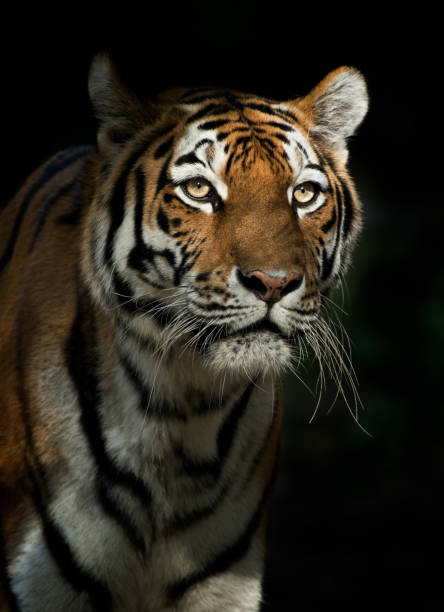 istock Staring Tiger In The Evening 168413674