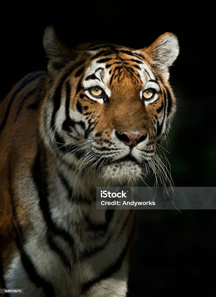 Tigre de partida à noite - Foto de stock de Animais caçando royalty-free
