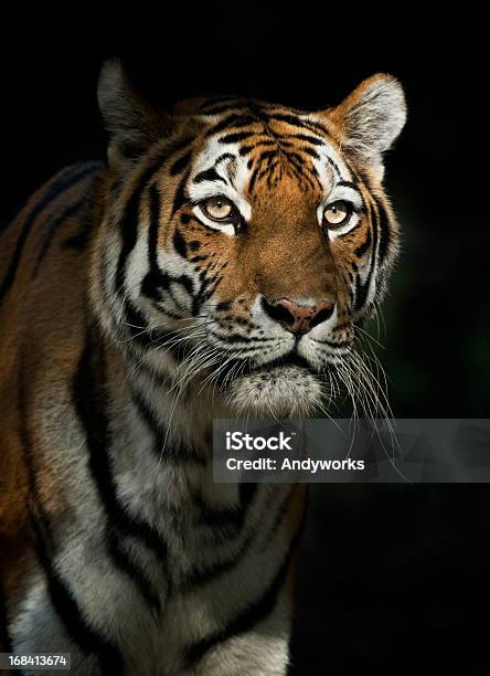 Foto de Tigre De Partida À Noite e mais fotos de stock de Animais caçando - Animais caçando, Animais em Extinção, Animal