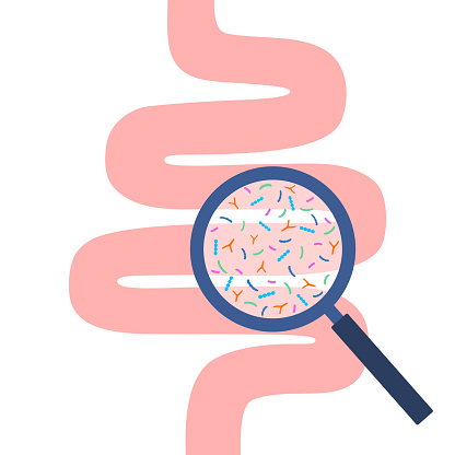 Human intestine and magnifier. Gut microbiome concept. Gut bacteria.