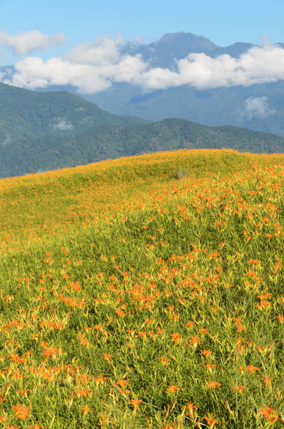 istock Golden needle  farm 168415091