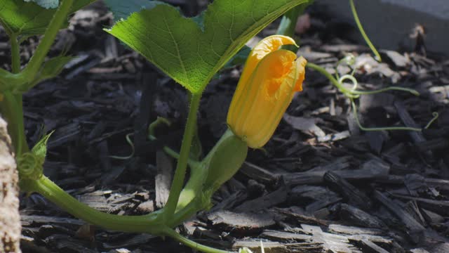 Closeup of Squash plant with flower on vine with morning light