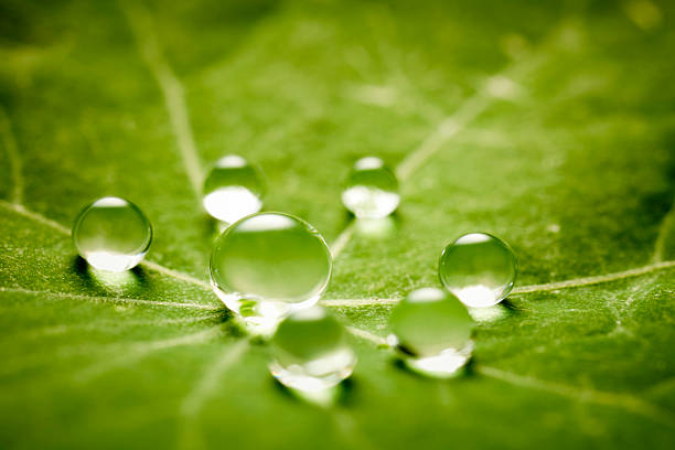 雨滴緑の葉 - 水生植物 ストックフォトと画像