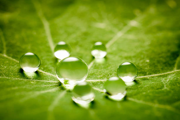 Water drops on green leaf Macro 3X of water drops on a green leaf. Tiny depth of field. lotus water lily photos stock pictures, royalty-free photos & images