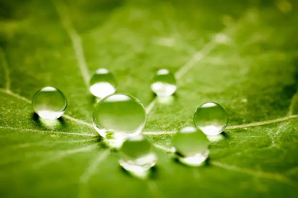 Photo of Water drops on green leaf