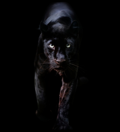 istock black panther 168415745