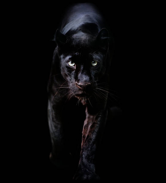 black panther a black leopard coming out of the dark big cat photos stock pictures, royalty-free photos & images