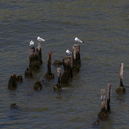 A group of seagulls resting on old decaying wooden pier posts.