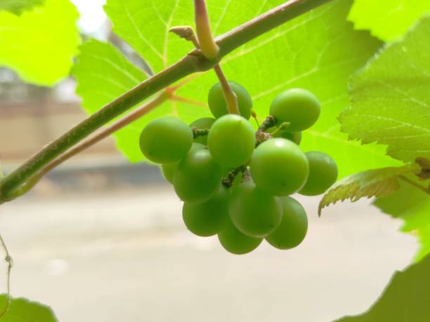 green grapes growing in the yard