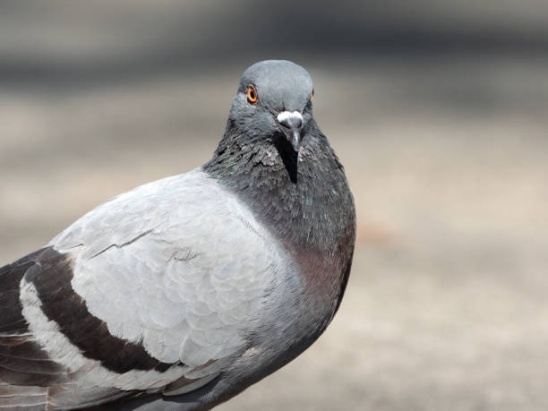 istock Close-up of a rock pigeon on a blurry background. 1684185370