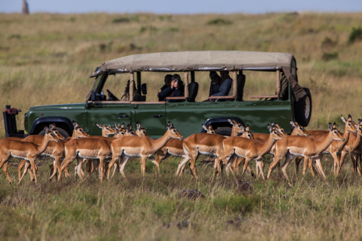Safari car with herd of Impalas in the Masai Mara National park Kenia