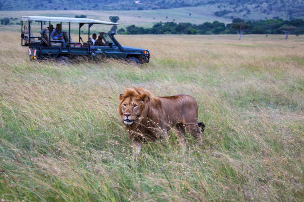 car with male lion на парк масаи-мара, в кении, - masai mara national reserve lion africa kenya стоковые фото и изображения