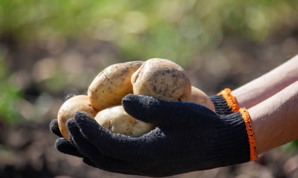 istock a male farmer holds a potato in his hands. Selective focus. 1684191330