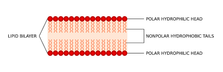 Phospholipid bilayered structure. Medical diagram infographic. Biological membranes parts. Vector illustration.