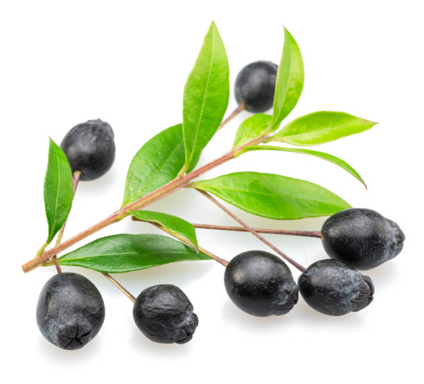 istock Myrtle berries on branch isolated on white background. 1684198870