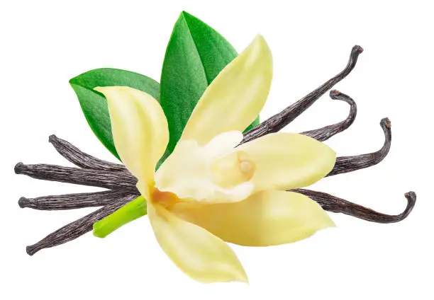 Photo of Vanilla flower and beans or vanilla sticks on white background. File contains clipping path.