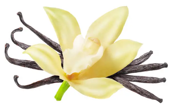 Photo of Vanilla flower and beans or vanilla sticks on white background. File contains clipping path.