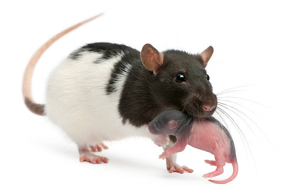 istock Mother rat carrying her baby, 5 days old, white background. 168420051