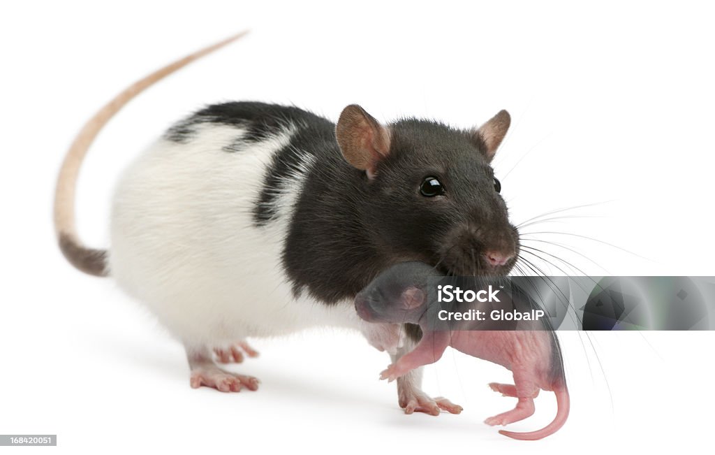 Mother rat carrying her baby, 5 days old, white background. Mother rat carrying her baby in her mouth, 5 days old, in front of white background. Animal Stock Photo