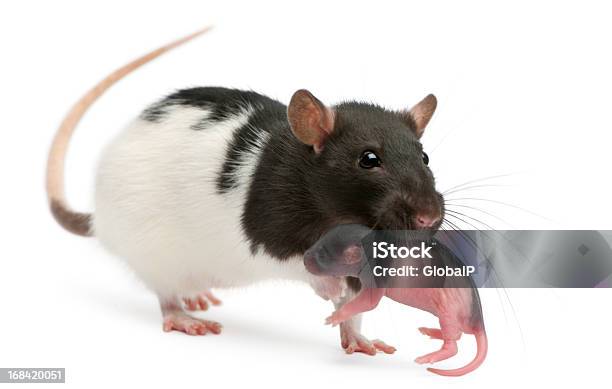 Mother Rat Carrying Her Baby 5 Days Old White Background Stock Photo - Download Image Now