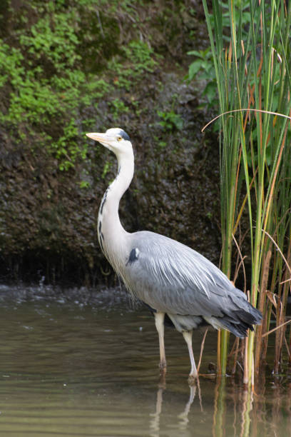 istock Great blue heron rests in the swamp 1684204867