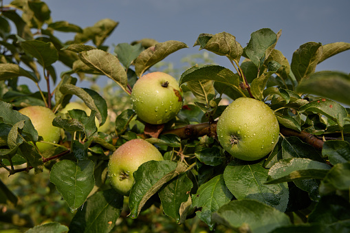 Green juicy apple fruits on a tree branch in orchard after rain, close up view