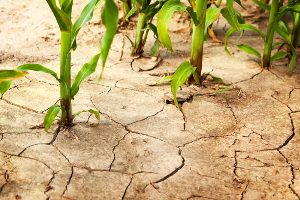 istock Corn field during drought, hot weather, cracked ground, dry soil. 1684215728