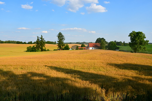 A close up on a field full of wheat, rye and other crops located next to a vast pastureland or meadow seen on a sunny summer day on a Polish countryside during a hike