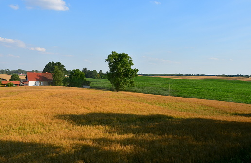 A close up on a field full of wheat, rye and other crops located next to a vast pastureland or meadow seen on a sunny summer day on a Polish countryside during a hike