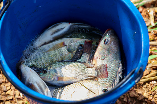 Fresh Tilapia fish  in blue bucket