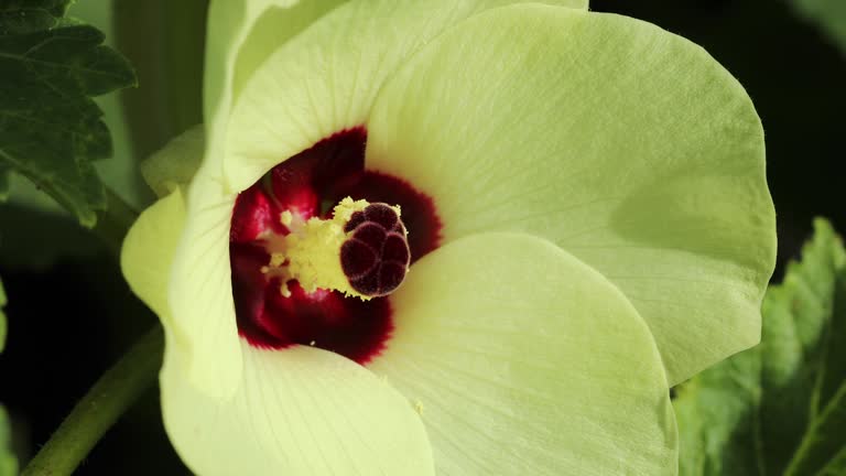 Okra flower closeup. Abelmoschus esculentus. Lady's fingers. Bendi. Gumbo.