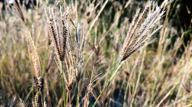 istock Beautiful view of chloris reeds 1684236194