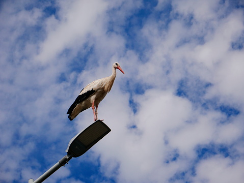 Stork on a lamppost in the Alsace region of France