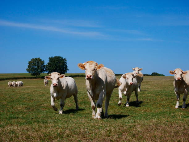 istock White cows in the French countryside 1684237353