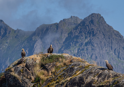 Three White-tailed eagles (Haliaeetus albicilla) also known as sea eagles,Trollfjord (Trollfjorden), Lofoten Islands, Nordland, Norway