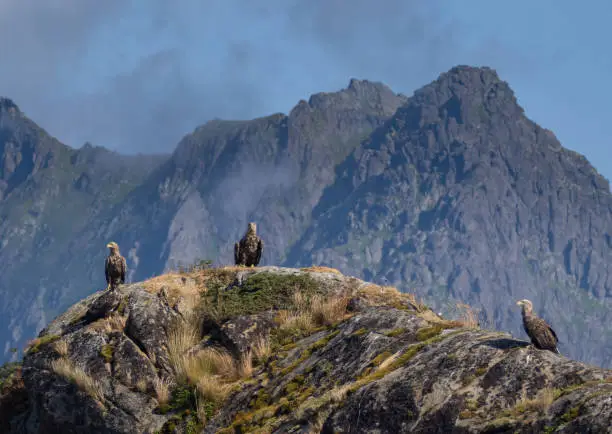 Photo of Three White-tailed eagles (Haliaeetus albicilla) also known as sea eagles,Trollfjord (Trollfjorden), Lofoten Islands, Nordland, Norway