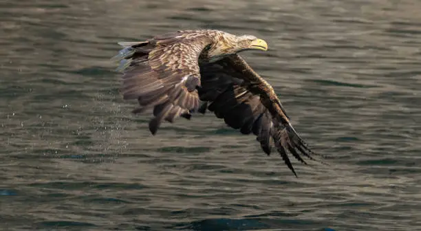 Photo of White-tailed eagle (Haliaeetus albicilla) also known as sea eagle fishing on the spectacular waters of the Trollfjord (Trollfjorden), Lofoten Islands, Nordland, Norway